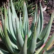5 Aloe gerstneri Seeds - South African Indigenous Succulent - Combined Worldwide Shipping