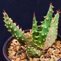5 Aloe gerstneri Seeds - South African Indigenous Succulent - Combined Worldwide Shipping