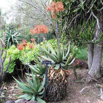 Aloe mudenensis - Kleinaalwyn - 10 Seed Pack - Endemic Indigenous Succulent - Global Shipping