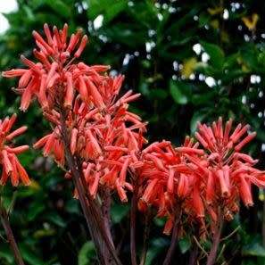 Aloe mudenensis - Kleinaalwyn - 10 Seed Pack - Endemic Indigenous Succulent - Global Shipping
