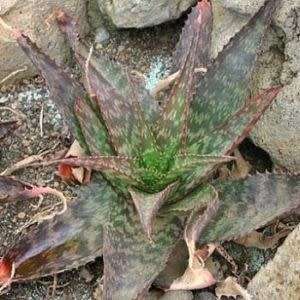 Aloe mudenensis - Kleinaalwyn - 10 Seed Pack - Endemic Indigenous Succulent - Global Shipping