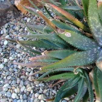 Aloe mudenensis - Kleinaalwyn - 10 Seed Pack - Endemic Indigenous Succulent - Global Shipping