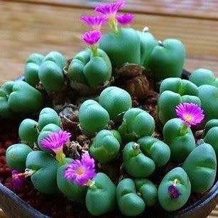 5 Argyroderma framesii subsp. hallii Seeds - South African Endemic Succulent - Combined Shipping