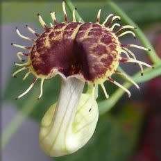 Aristolochia fimbriata Seeds - RARE Exotic Perennial Vine - Flat Ship Rate