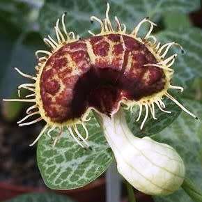 Aristolochia fimbriata Seeds - RARE Exotic Perennial Vine - Flat Ship Rate