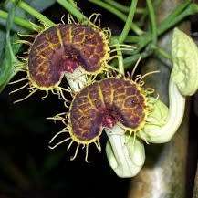 Aristolochia fimbriata Seeds - RARE Exotic Perennial Vine - Flat Ship Rate