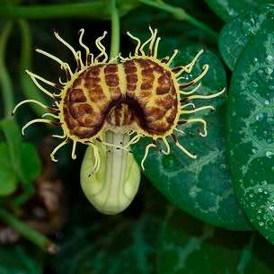 Aristolochia fimbriata Seeds - RARE Exotic Perennial Vine - Flat Ship Rate
