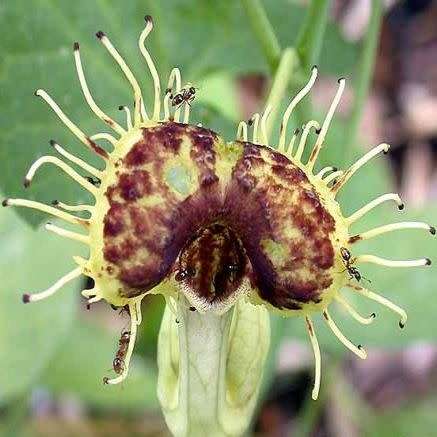 Aristolochia fimbriata Seeds - RARE Exotic Perennial Vine - Flat Ship Rate