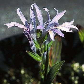 Babiana scabrifolia Seeds - South African Indigenous Perennial Bulb - Combined Global Shipping