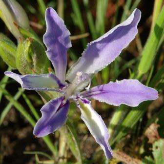Babiana scabrifolia Seeds - South African Indigenous Perennial Bulb - Combined Global Shipping