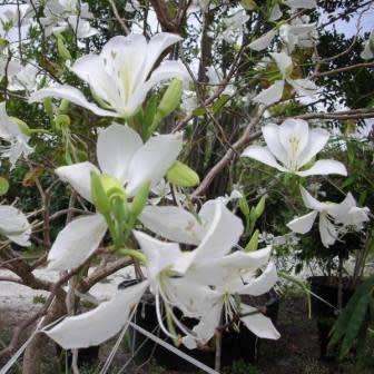 3 Bauhinia variegata var. candida Seeds - White Orchid Tree - Insured Flat Ship Rate
