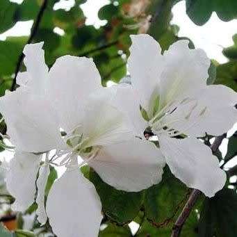 3 Bauhinia variegata var. candida Seeds - White Orchid Tree - Insured Flat Ship Rate