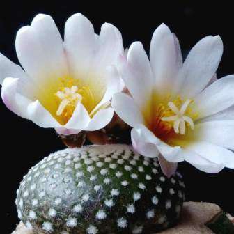 5 Blossfeldia liliputana Seeds - Rare Exotic Succulent Cactus - Combined Worldwide Shipping