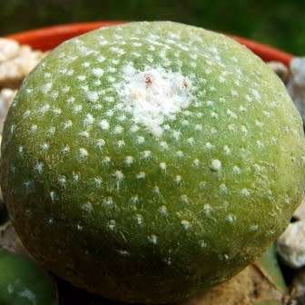 5 Blossfeldia liliputana Seeds - Rare Exotic Succulent Cactus - Combined Worldwide Shipping