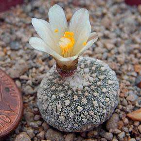 5 Blossfeldia liliputana Seeds - Rare Exotic Succulent Cactus - Combined Worldwide Shipping