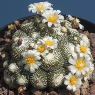 5 Blossfeldia liliputana Seeds - Rare Exotic Succulent Cactus - Combined Worldwide Shipping
