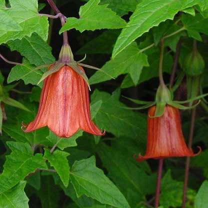Canarina canariensis Seeds - Beautiful Canary Bell-flower Perennial Flowering Climber Vine