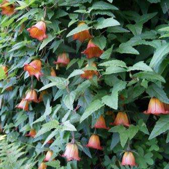 Canarina canariensis Seeds - Beautiful Canary Bell-flower Perennial Flowering Climber Vine