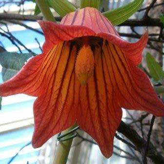 Canarina canariensis Seeds - Beautiful Canary Bell-flower Perennial Flowering Climber Vine