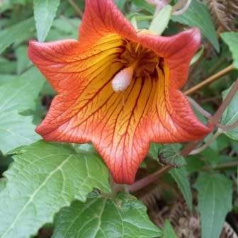 Canarina canariensis Seeds - Beautiful Canary Bell-flower Perennial Flowering Climber Vine