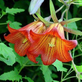 Canarina canariensis Seeds - Beautiful Canary Bell-flower Perennial Flowering Climber Vine