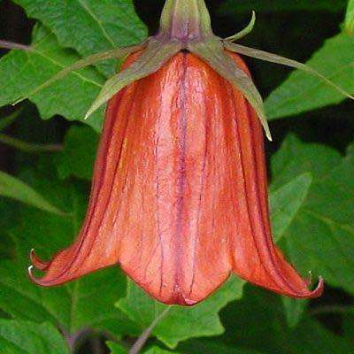 Canarina canariensis Seeds - Beautiful Canary Bell-flower Perennial Flowering Climber Vine