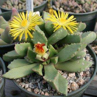 Carruanthus ringens Seeds - Indigenous South African Succulent Mesemb - Combined Global Shipping