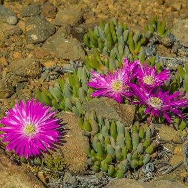 5 Cephalophyllum curtophyllum Seeds - Indigenous Succulent Mesemb - Combined Global Shipping - NEW