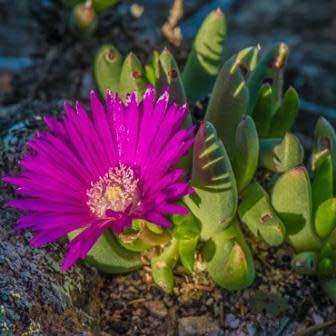 5 Cephalophyllum curtophyllum Seeds - Indigenous Succulent Mesemb - Combined Global Shipping - NEW