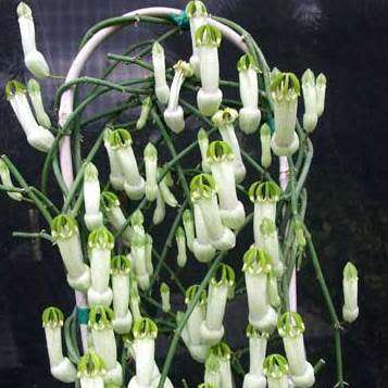 5 Ceropegia ampliata Seeds - Bushman`s Pipe - Indigenous Perennial Caudex Succulent Vine