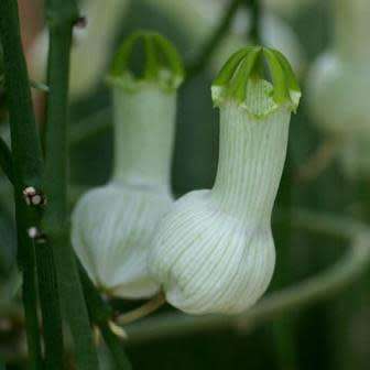 5 Ceropegia ampliata Seeds - Bushman`s Pipe - Indigenous Perennial Caudex Succulent Vine