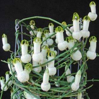 5 Ceropegia ampliata Seeds - Bushman`s Pipe - Indigenous Perennial Caudex Succulent Vine