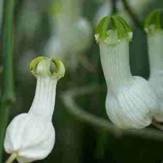 5 Ceropegia ampliata Seeds - Bushman`s Pipe - Indigenous Perennial Caudex Succulent Vine