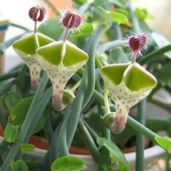Ceropegia haygarthii Seeds - Lantern Flowers - Indigenous South African Succulent Vine