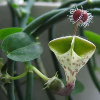 Ceropegia haygarthii Seeds - Lantern Flowers - Indigenous South African Succulent Vine