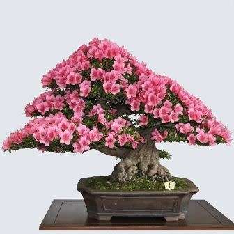 5 Cercis siliquastrum Bonsai Seeds - Judas Tree + Growing Bonsai eBook - Combined Shipping Rates
