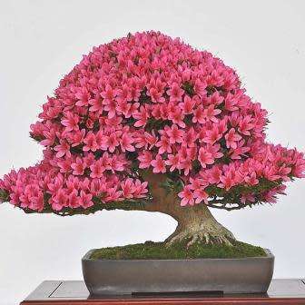 5 Cercis siliquastrum Bonsai Seeds - Judas Tree + Growing Bonsai eBook - Combined Shipping Rates