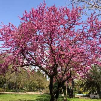 Judas Tree - 5 Cercis siliquastrum Seeds - Shrub with Edible Flowers - Combined Shipping Rates