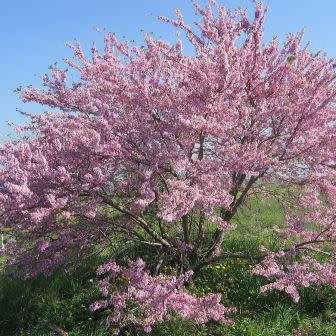 Judas Tree - 5 Cercis siliquastrum Seeds - Shrub with Edible Flowers - Combined Shipping Rates