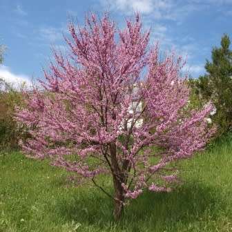 Judas Tree - 5 Cercis siliquastrum Seeds - Shrub with Edible Flowers - Combined Shipping Rates