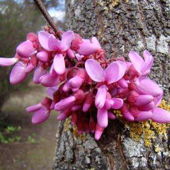Judas Tree - 5 Cercis siliquastrum Seeds - Shrub with Edible Flowers - Combined Shipping Rates