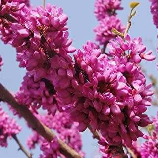 Judas Tree - 5 Cercis siliquastrum Seeds - Shrub with Edible Flowers - Combined Shipping Rates