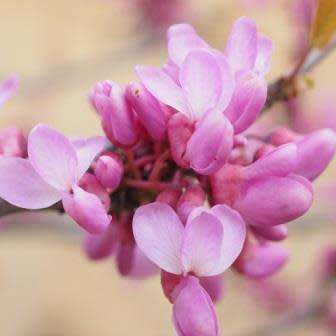 Judas Tree - 5 Cercis siliquastrum Seeds - Shrub with Edible Flowers - Combined Shipping Rates