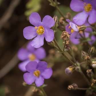 Chaenostoma glabratum Seeds - South African Endemic Shrub - Combined Global Shipping