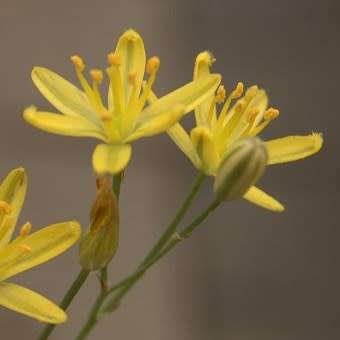 5 Coilonox glandulosum Seeds - Indigenous South African Perennial Bulb Seeds from Africa