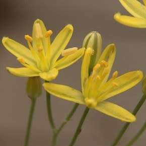 5 Coilonox glandulosum Seeds - Indigenous South African Perennial Bulb Seeds from Africa