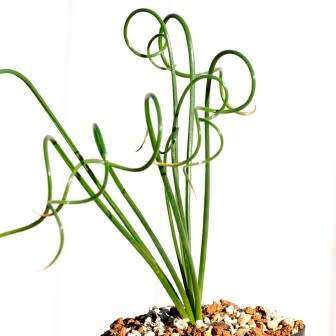 5 Coilonox glandulosum Seeds - Indigenous South African Perennial Bulb Seeds from Africa