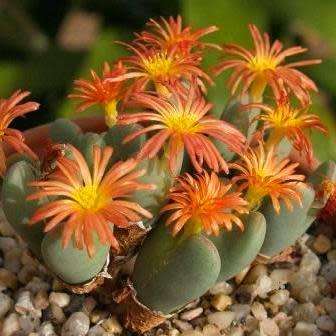 Conophytum bilobum - Horned Buttons Seeds - Indigenous South African Succulents