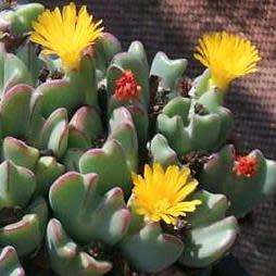 Conophytum bilobum - Horned Buttons Seeds - Indigenous South African Succulents