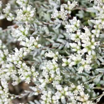 Crassula biplanata Seeds- Endemic South African Succulent Seeds for Sale in and from South Africa